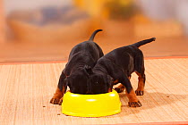 Dobermann Pinscher puppies, 5 weeks, feeding from bowl.