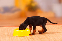 Dobermann Pinscher puppy, 5 weeks, feeding from bowl.