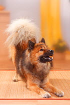 Eurasier, male in a playbow.