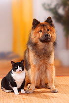 Eurasier and Domestic Cat.