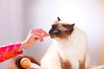 Sacred Cat of Birma / Birman, seal-point, being given a treat.