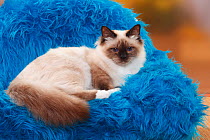 Sacred Cat of Birma / Birman, seal-point, sitting on a blue cushion.