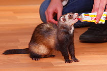 Ferret (Mustela putorius forma domestica) being fed from a tube.