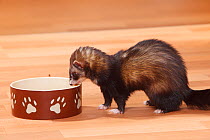 Ferret (Mustela putorius forma domestica) at feeding bowl.