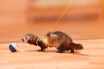 Ferret (Mustela putorius forma domestica) with toy on a harness and leash.