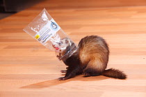 Ferret (Mustela putorius forma domestica) with head in plastic bag.