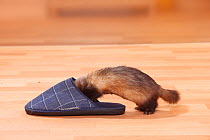 Ferret (Mustela putorius forma domestica) in slipper.