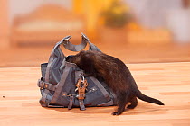 Ferret (Mustela putorius forma domestica) in handbag.