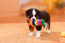 Australian Shepherd puppy, black-tricolour playing with toy.