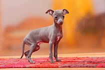 Italian Greyhound puppy, 8 weeks, blue / Piccolo Levriero Italiano.