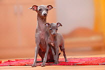 Italian Greyhounds, bitch with puppy, 8 weeks, blue / Piccolo Levriero Italiano.