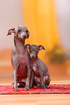 Italian Greyhounds, bitch with puppy, 8 weeks, blue / Piccolo Levriero Italiano.