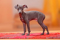 Italian Greyhound, puppy, 8 weeks, blue / Piccolo Levriero Italiano.