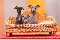Italian Greyhounds, bitch and puppies, 8 weeks / Piccolo Levriero Italiano.
