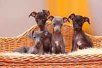 Italian Greyhounds, puppies, 8 weeks / Piccolo Levriero Italiano.