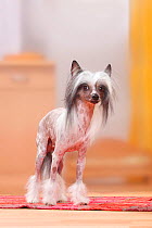 Chinese Crested Dog, hairless.
