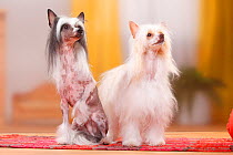 Chinese Crested Dogs, hairless and powderpuff varieties.
