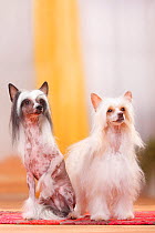 Chinese Crested Dogs, couple, hairless and powderpuff varieties.