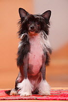 Chinese Crested Dog, hairless puppy, 4 1/2 months / bitch.