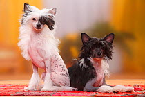 Chinese Crested Dogs, hairless puppies, 4 1/2 months / bitch.