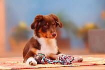 Australian Shepherd, red-tricolour, 5 months, lying with toy.