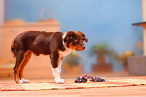 Australian Shepherd, red-tricolour, 5 months, with toy.