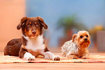 Australian Shepherd, red-tricolour, 5 months, and Yorkshire Terrier.