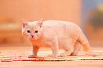 British Shorthair Cat, kitten, cream, 4 months.