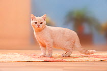 British Shorthair Cat, kitten, cream, 4 months.
