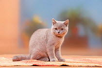 British Shorthair Cat, kitten, lilac, 4 months.