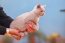 British Shorthair Cat, kitten, fawn, 3 months, being held.