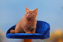 British Shorthair Cat, kitten, cinnamon, 3 months.
