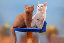 British Shorthair Cats, kittens, cinnamon and fawn, 3 months.