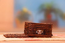 Ferret (Mustela putorius forma domestica) hiding in box.