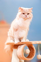 British Longhair Cat, tomcat, cream-white; Highlander / Lowlander / Britannica.