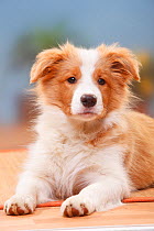 Border Collie puppy, 14 weeks, Australian red-white.