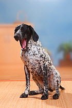German Shorthaired Pointer bitch, yawning.