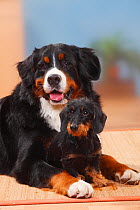 Bernese Mountain Dog and Miniature Wirehaired Dachshund.