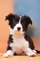 Border Collie puppy, 13 weeks.