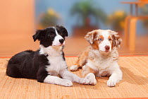 Australian Shepherd puppy, 19 weeks, and Border Collie puppy, 13 weeks.