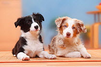 Australian Shepherd puppy, 19 weeks, and Border Collie puppy, 13 weeks.