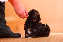 Shih Tzu puppy, 6 weeks, getting treat