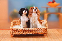 Cavalier King Charles Spaniel bitch and puppy, 5 months blenheim and tricolour