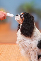 Cavalier King Charles Spaniel, tricolour, getting teeth brushed with oral cleaner, model released