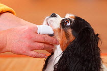 Cavalier King Charles Spaniel, tricolour, having teeth brushed with oral cleaner