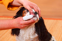 Cavalier King Charles Spaniel, tricolour, having teeth brushed with oral cleaner