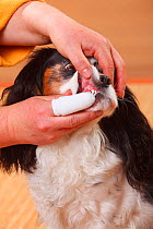 Cavalier King Charles Spaniel, tricolour, having teeth brushed with oral cleaner.