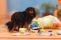 Cavalier King Charles Spaniel, black-and-tan, making a mess with rubbish.