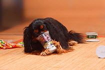 Cavalier King Charles Spaniel, black-and-tan, making a emss with rubbish.