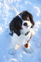 Cavalier King Charles Spaniel puppy, tricolour, 5 months, standing in snow looking up at camera.